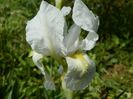 iris florentina