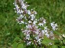 liliac California Rose