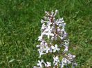 liliac California Rose