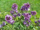 liliac Sensation