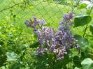 liliac President Grevy