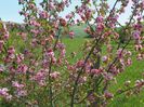 malus Brandywine