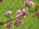 malus Brandywine