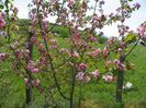 malus Brandywine