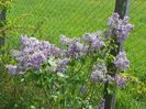 liliac Marechal Foch