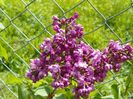 liliac Sarah Sands