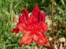 azalea Fireball