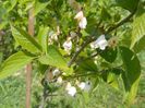 halesia carolina
