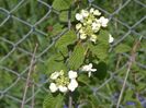 viburnum Watanabe