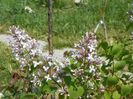 liliac California Rose