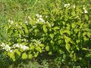 viburnum tomentosum