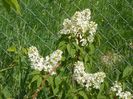 liliac Primerose