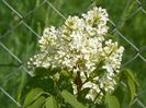 liliac Primerose