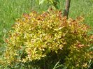 spiraea Firelight