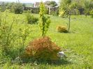 spiraea Magic Carpet si spiraea Firelight