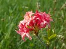 azalea Corneille