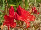 azalea Fireball