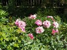 29 apr (102)