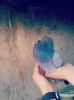 Little bleu ball