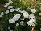 Guernsey cream
