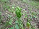 Nectaroscordum siculum spp. bulgaricum