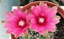 Gymnocalycium