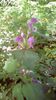 IMG-20180501-WA0038