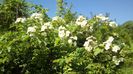 IMG-20180501-WA0042