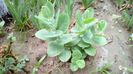 Sedum 'Munstead Red'