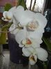 White Phalaenopsis (2018, Feb.14)