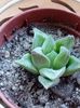 Haworthia Retusa