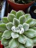 Echeveria setosa