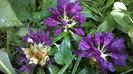 Rhododendron Marcel Menard