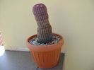 Echinocereus rigidissimus v. rubrispinus