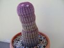 Echinocereus rigidissimus v. rubrispinus