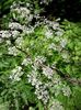 IMG-20180503-WA0152