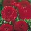 208968713_1_644x461_ranunculus-asiaticus-red-bulbi-pucioasa
