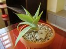 Agave attenuata