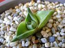Agave pumila nana