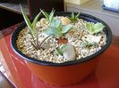 Grup de 8 lastari de agave