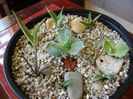 Grup de 8 lastari de agave
