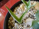 Agave sp. din seminte
