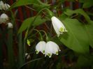 Leucojum aestivum (2018, April 17)