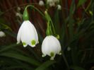 Leucojum aestivum (2018, April 17)