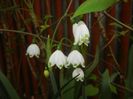 Leucojum aestivum (2018, April 17)