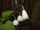 Leucojum aestivum (2018, April 17)