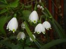 Leucojum aestivum (2018, April 17)