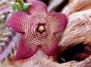 Stapelia revoluta v. tigridia (Tromotriche revoluta)