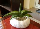 Sansevieria lavranos #24334