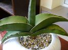 Sansevieria lavranos #24334